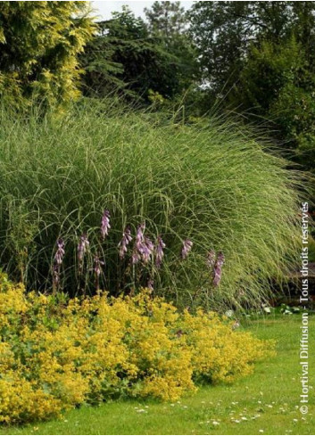 MISCANTHUS sinensis MORNING LIGHT