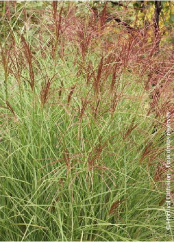 MISCANTHUS sinensis MORNING LIGHT