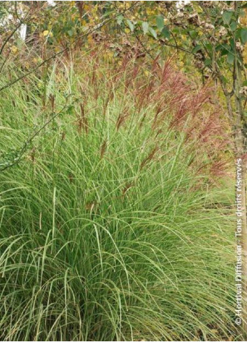 MISCANTHUS sinensis MORNING LIGHT