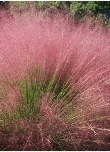 MUHLENBERGIA capillaris