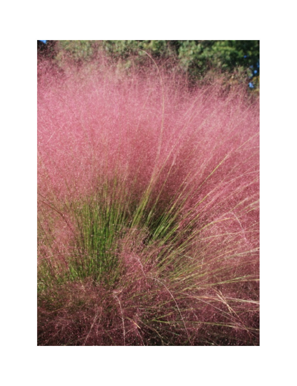 MUHLENBERGIA capillaris