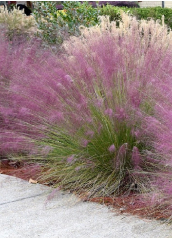 MUHLENBERGIA capillaris