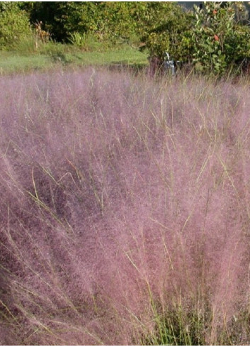 MUHLENBERGIA capillaris