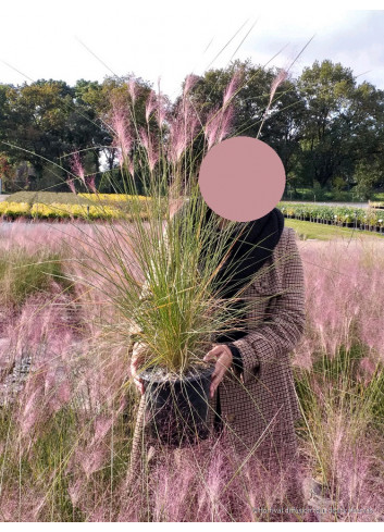 MUHLENBERGIA capillaris En pot de 4-5 litres