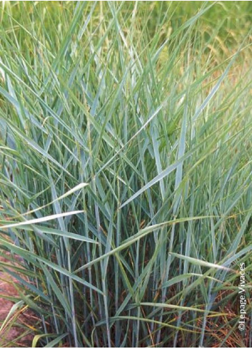 PANICUM virgatum PRAIRIE SKY