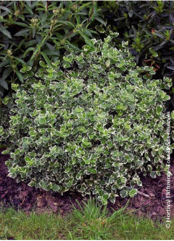 EUONYMUS fortunei EMERALD GAIETY