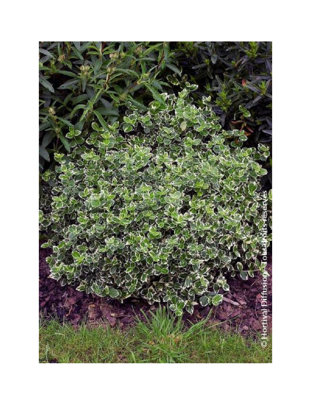 EUONYMUS fortunei EMERALD GAIETY