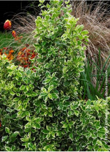 EUONYMUS fortunei EMERALD GAIETY