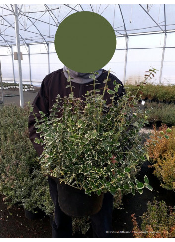 EUONYMUS fortunei EMERALD GAIETY En pot de 10-12 litres