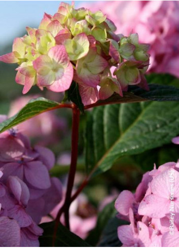 HYDRANGEA ENDLESS SUMMER BLOOMSTAR