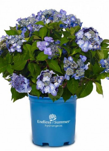 HYDRANGEA ENDLESS SUMMER TWIST-N-SHOUT BLEU  