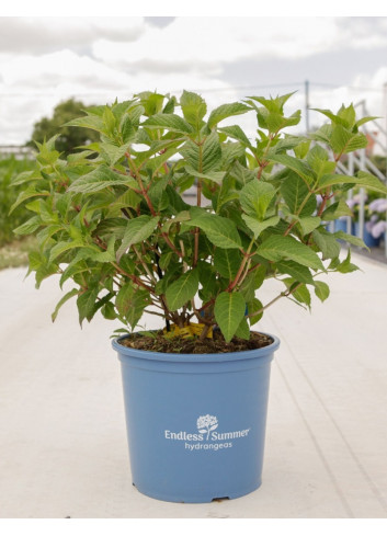 HYDRANGEA ENDLESS SUMMER TWIST-N-SHOUT BLEU En pot de 15-20 litres