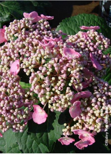 HYDRANGEA ENDLESS SUMMER TWIST-N-SHOUT ROSE