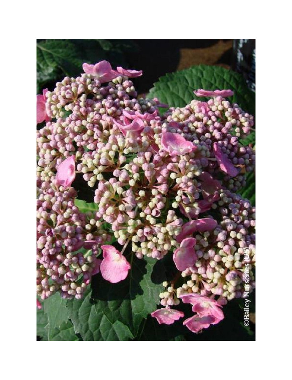 HYDRANGEA ENDLESS SUMMER TWIST-N-SHOUT ROSE