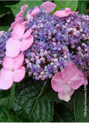 HYDRANGEA ENDLESS SUMMER TWIST-N-SHOUT ROSE