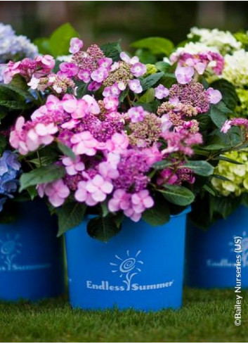 HYDRANGEA ENDLESS SUMMER TWIST-N-SHOUT ROSE