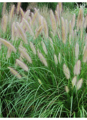 PENNISETUM alopecuroides