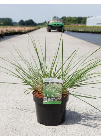 PENNISETUM alopecuroides En pot de 3-4 litres