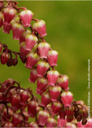 PIERIS japonica VALLEY VALENTINE