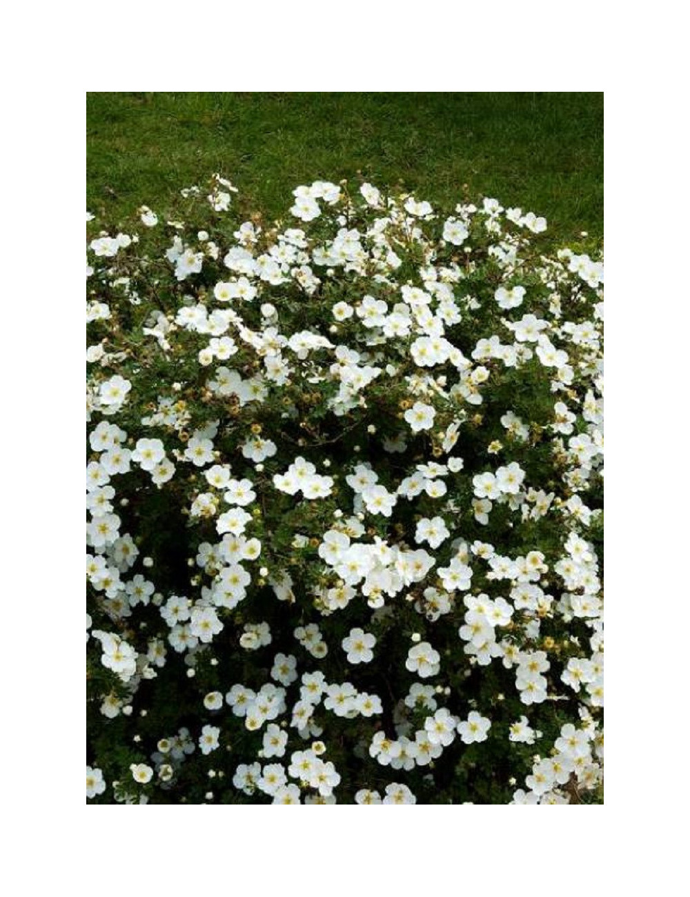 POTENTILLA fruticosa ABBOTSWOOD