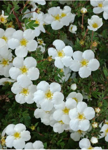 POTENTILLA fruticosa ABBOTSWOOD