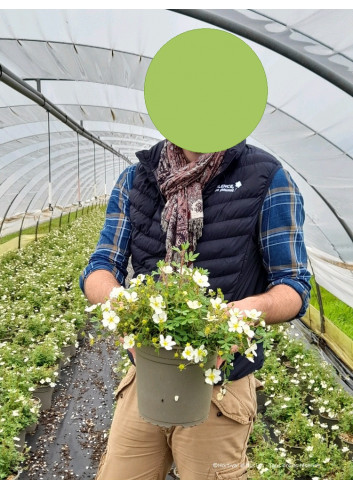 POTENTILLA fruticosa ABBOTSWOOD En pot de 4-5 litres