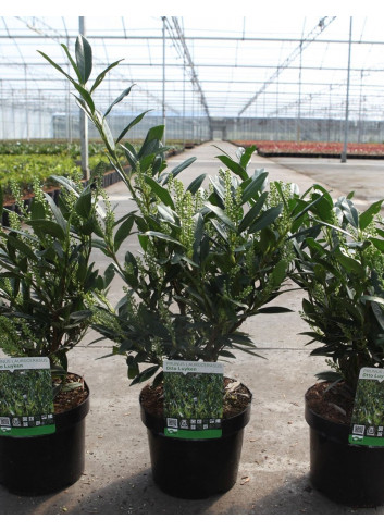 PRUNUS laurocerasus OTTO LUYKEN En pot de 4-5 litres