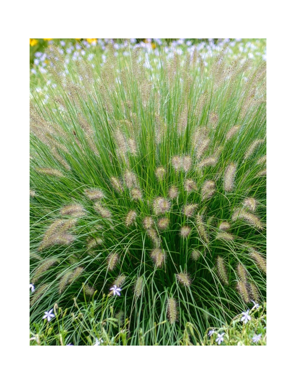 PENNISETUM alopecuroides HAMELN