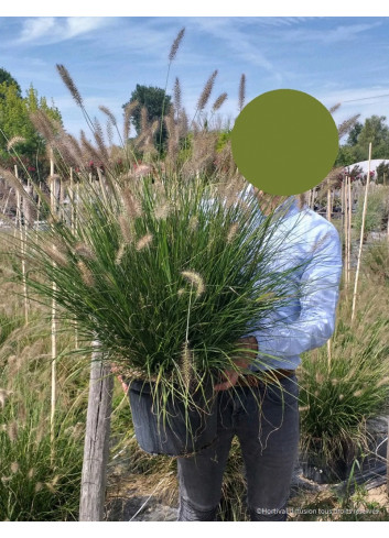 PENNISETUM alopecuroides HAMELN En pot de 10-12 litres