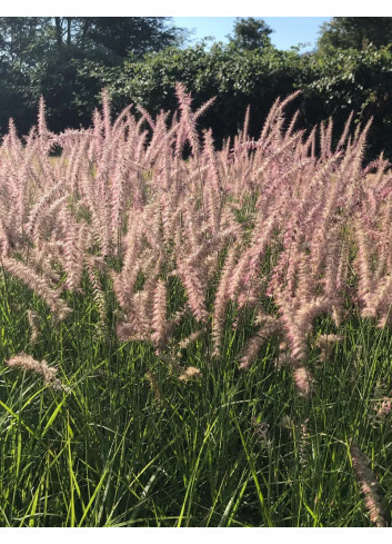 PENNISETUM orientale KARLEY ROSE