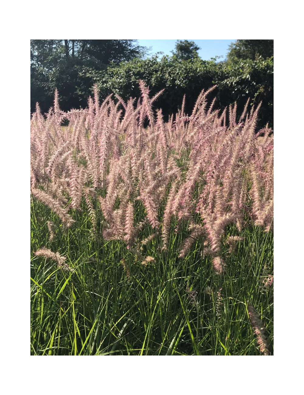 PENNISETUM orientale KARLEY ROSE