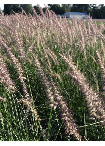 PENNISETUM orientale KARLEY ROSE