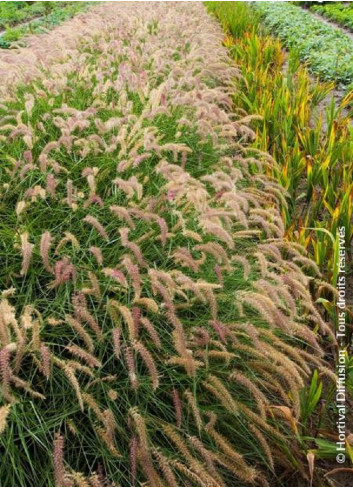 PENNISETUM orientale KARLEY ROSE