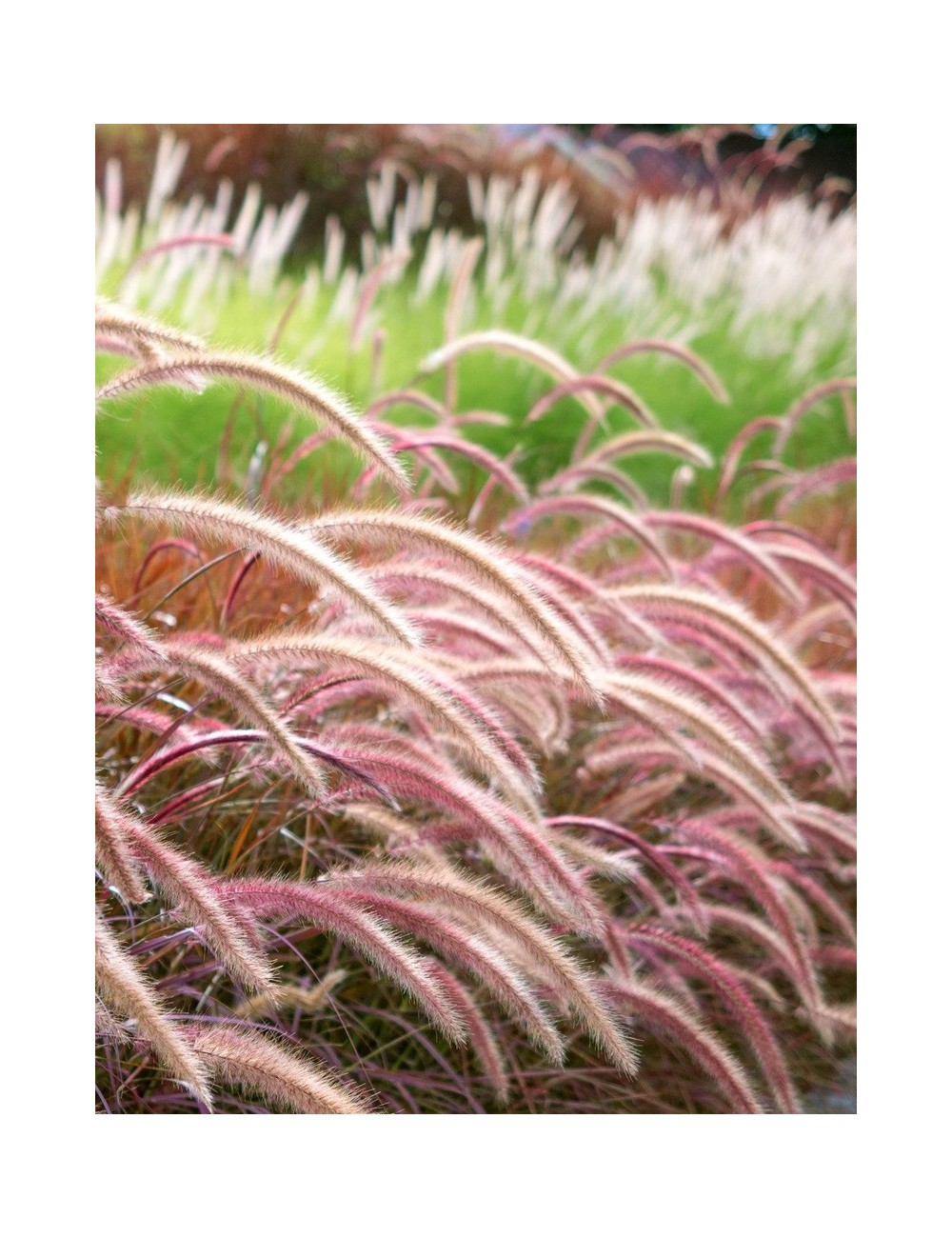 PENNISETUM setaceum RUBRUM