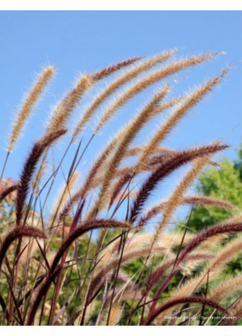 PENNISETUM setaceum RUBRUM