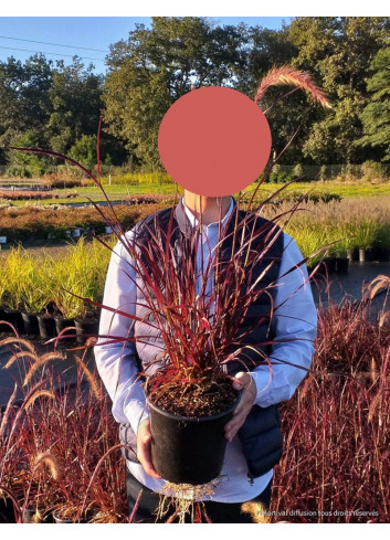 PENNISETUM setaceum RUBRUM En pot de 4-5 litres