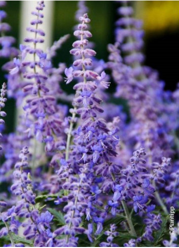 PEROVSKIA atriplicifolia LACEY BLUE