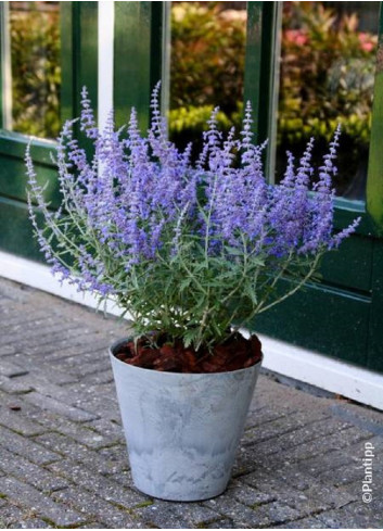 PEROVSKIA atriplicifolia LACEY BLUE