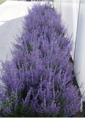 PEROVSKIA atriplicifolia LACEY BLUE