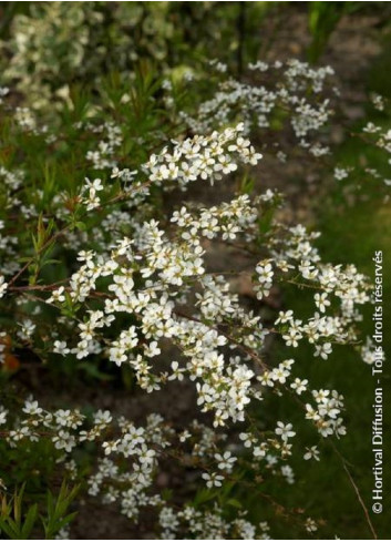 SPIRAEA thunbergii