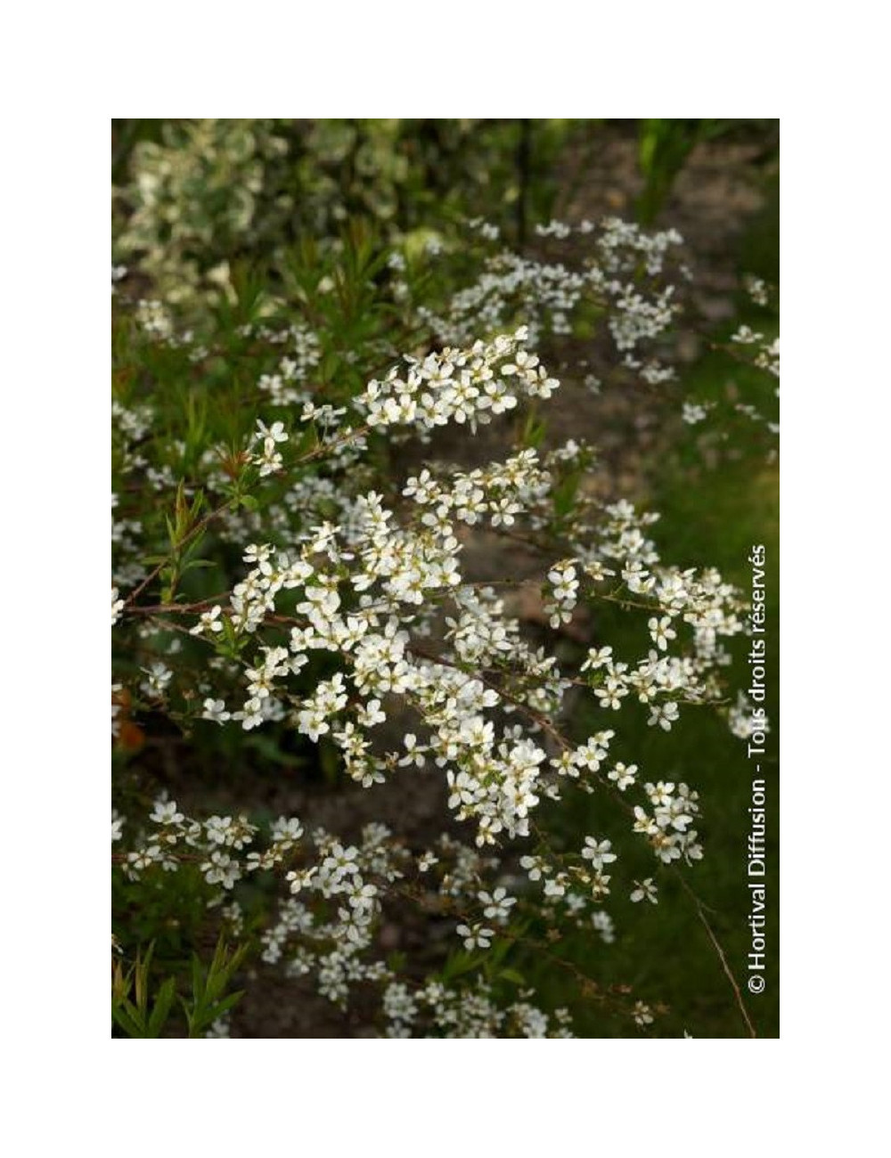 SPIRAEA thunbergii