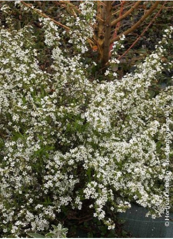 SPIRAEA thunbergii