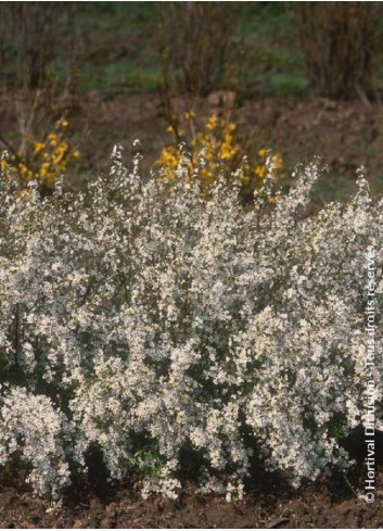 SPIRAEA thunbergii