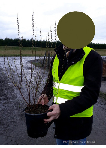 SPIRAEA thunbergii En pot de 4-5 litres