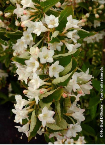 WEIGELA SNOWFLAKE