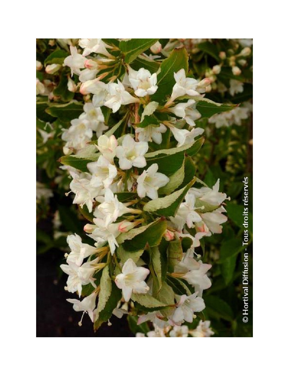 WEIGELA SNOWFLAKE