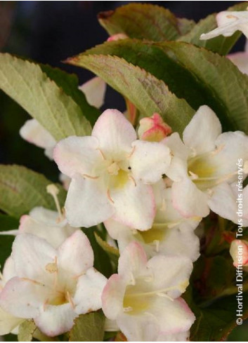 WEIGELA SNOWFLAKE