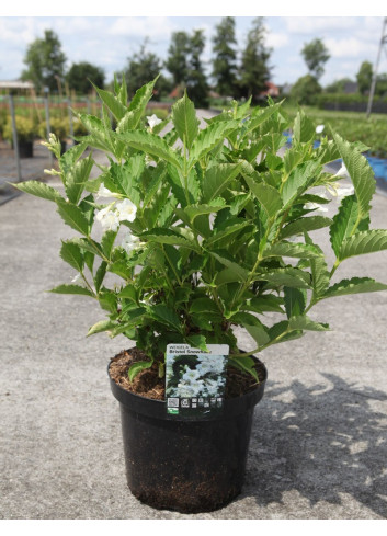 WEIGELA SNOWFLAKE Enpot de 10-12 litres