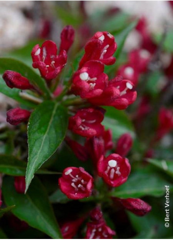 WEIGELA ALL SUMMER RED