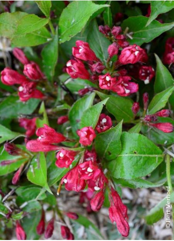 WEIGELA ALL SUMMER RED